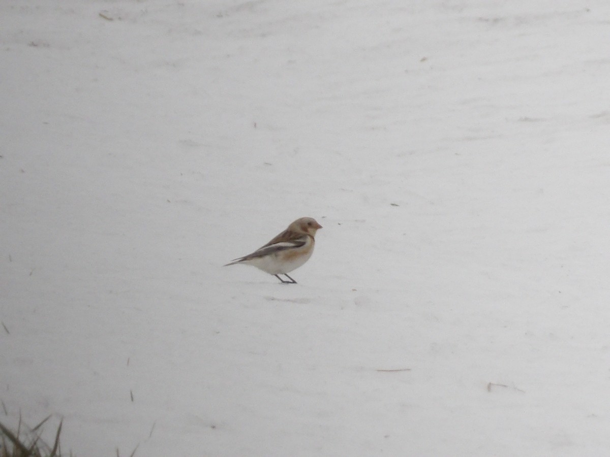 Zigolo delle nevi - ML646746186