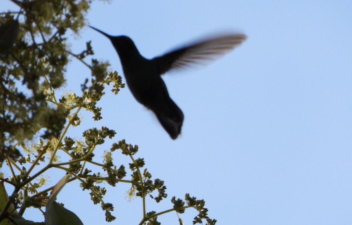 Violet-fronted Brilliant - ML646746188