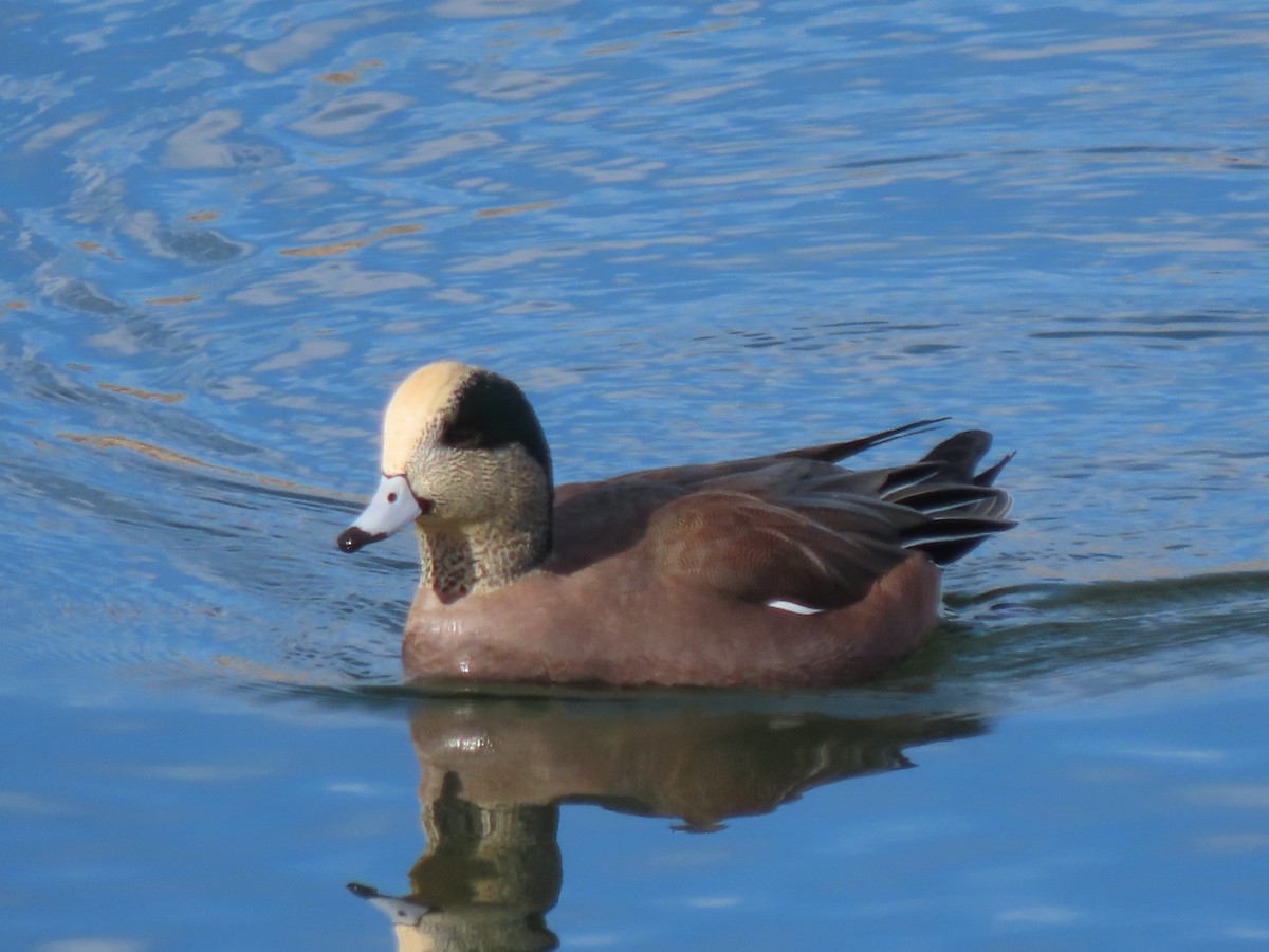 American Wigeon - ML646746189
