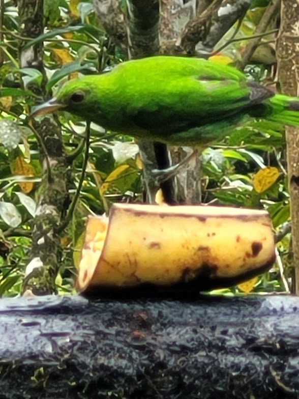 Green Honeycreeper - ML646746190