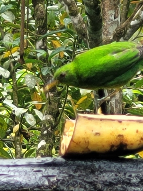 Green Honeycreeper - ML646746191