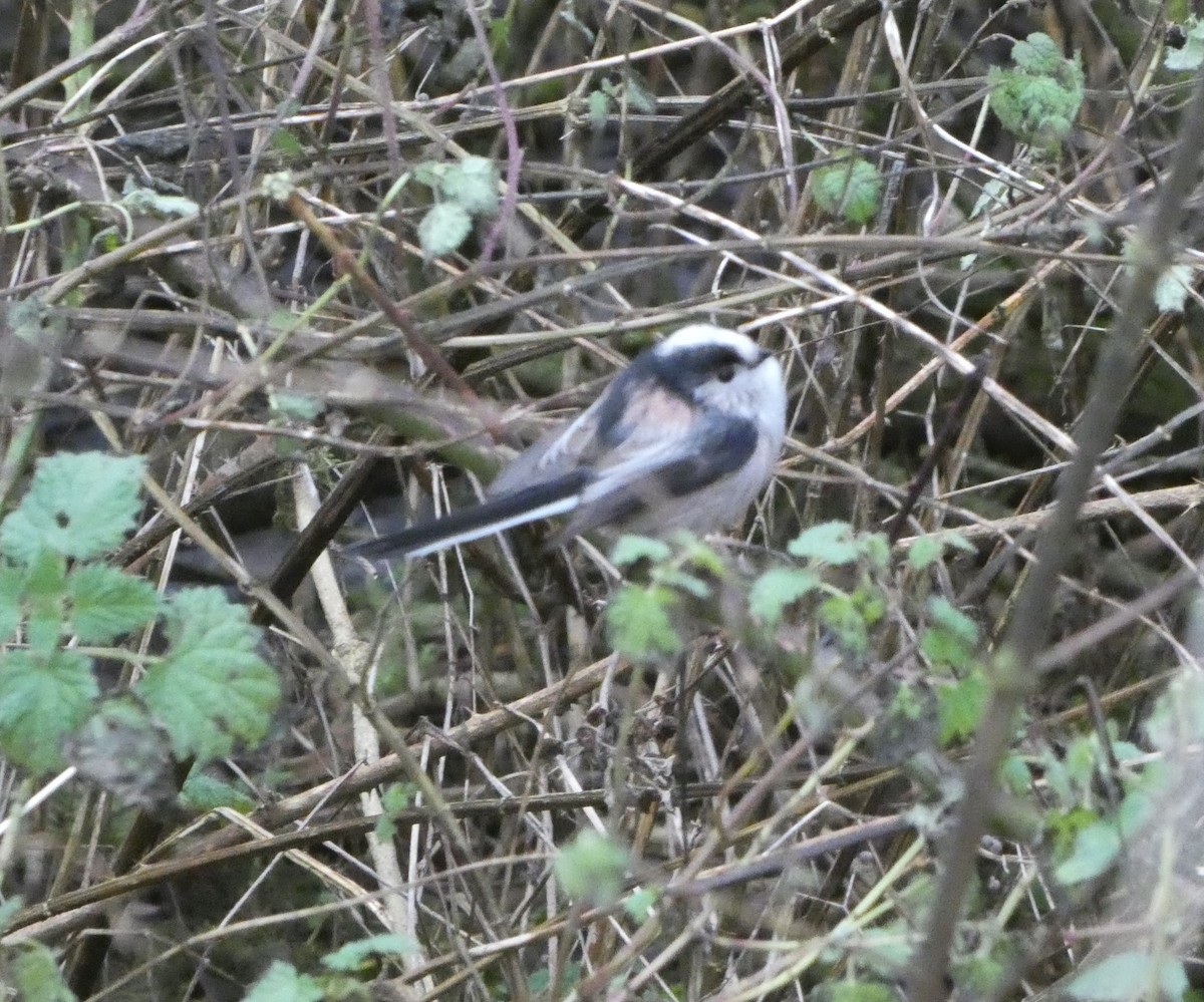 Uzun Kuyruklu Baştankara - ML646746192