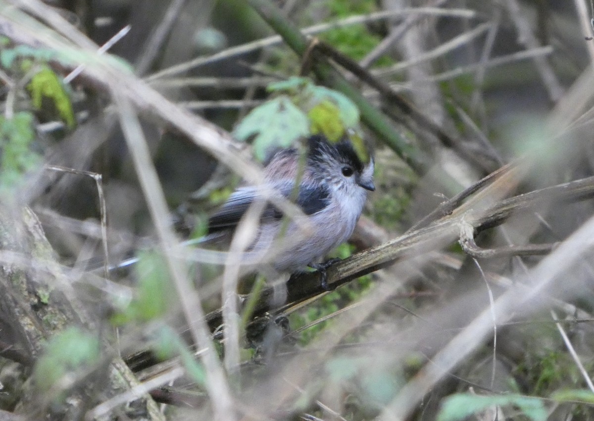 Uzun Kuyruklu Baştankara - ML646746193