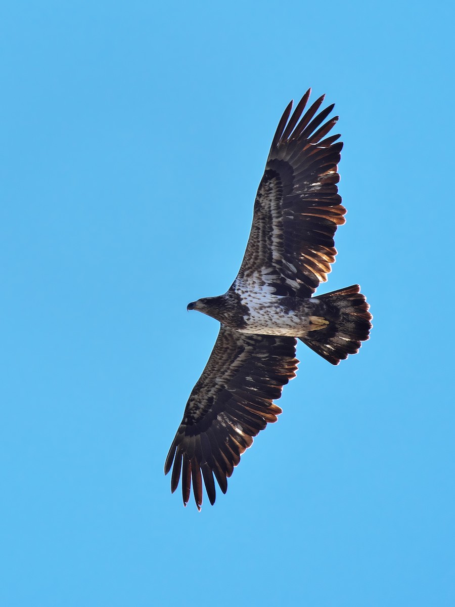 Weißkopf-Seeadler - ML646746194