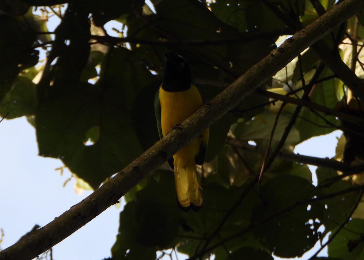 sojka zelenavá - ML646746197