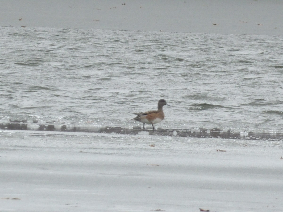 Fischione americano - ML646746198