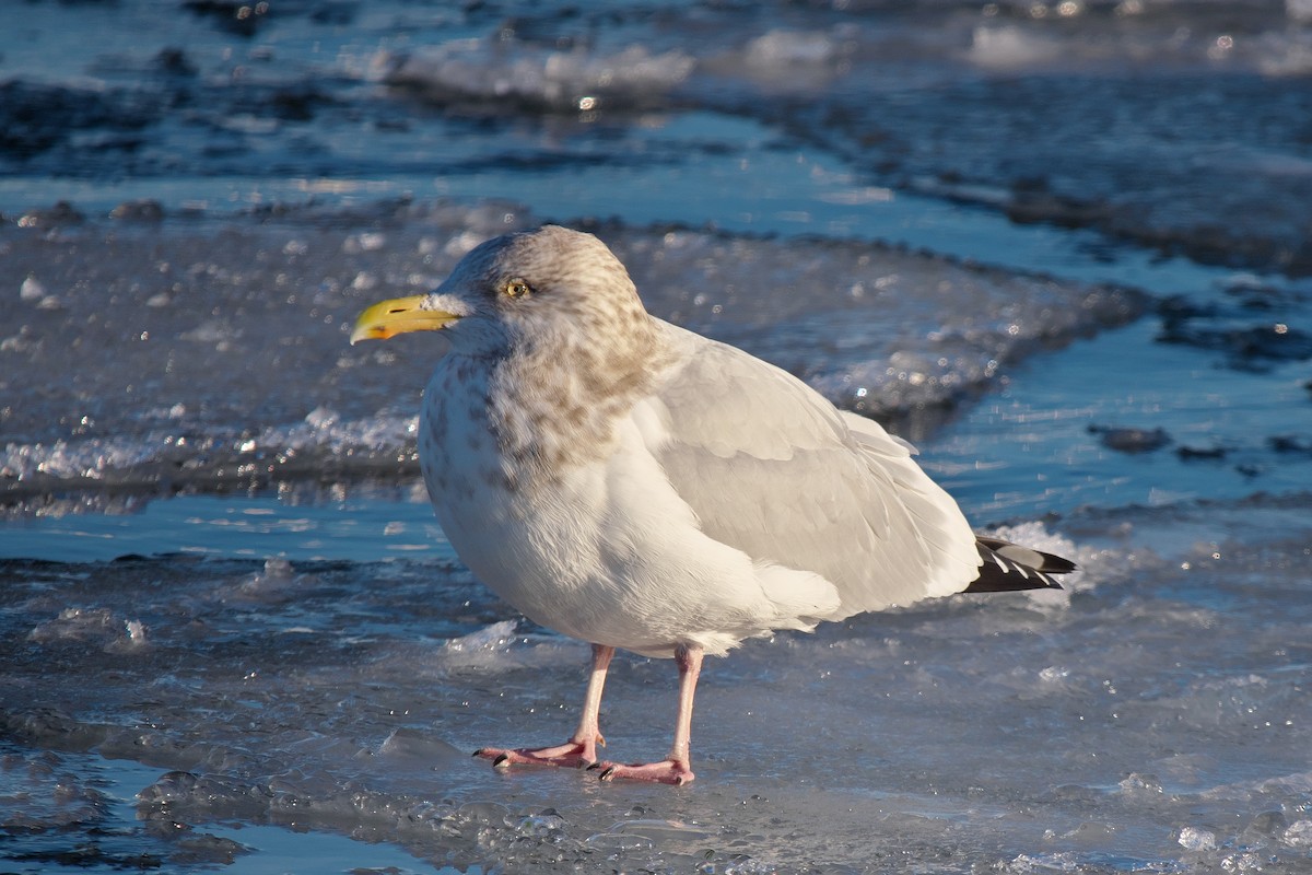 Kanadamöwe - ML646746199