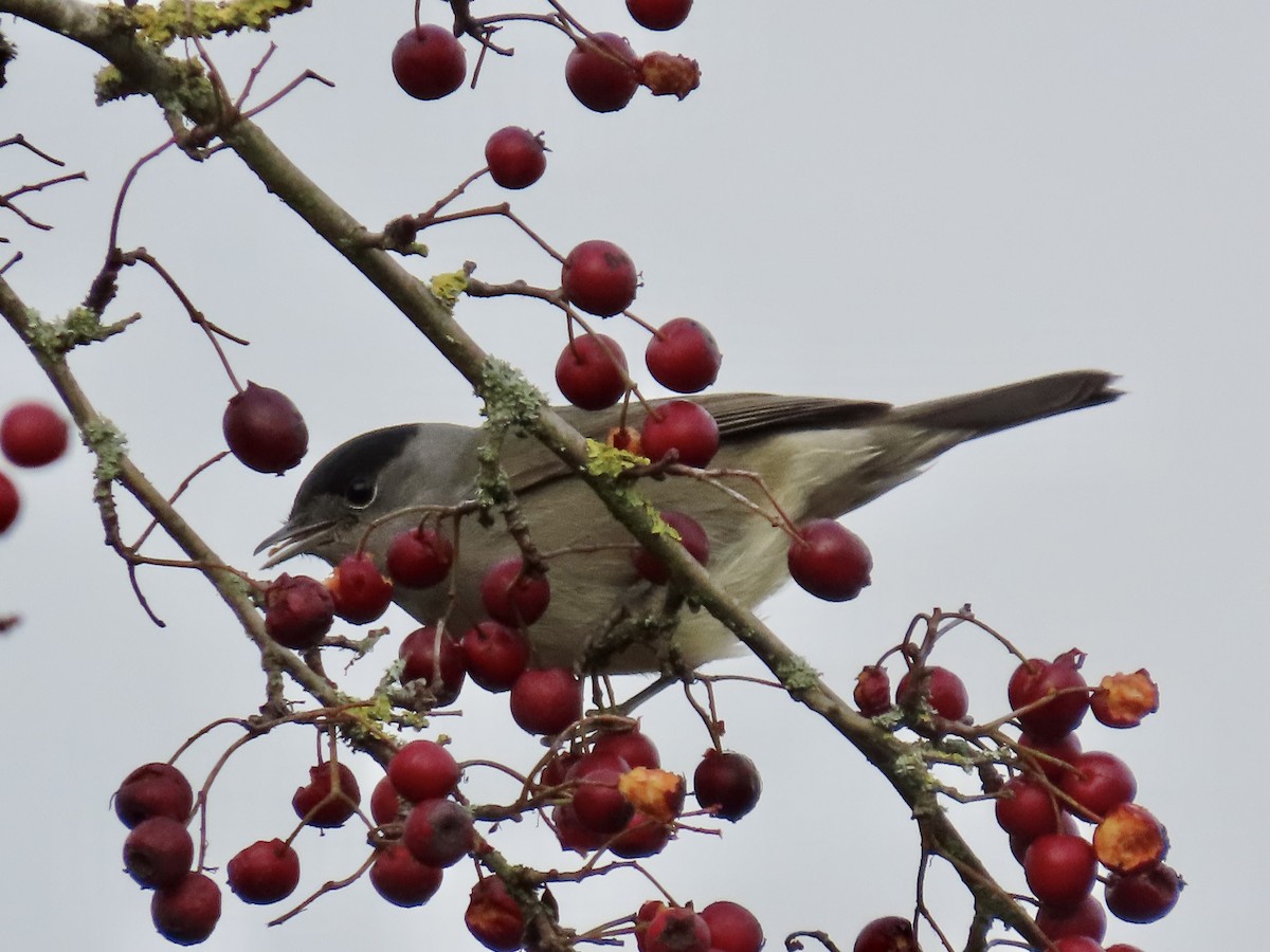 Eurasian Blackcap - ML646746202