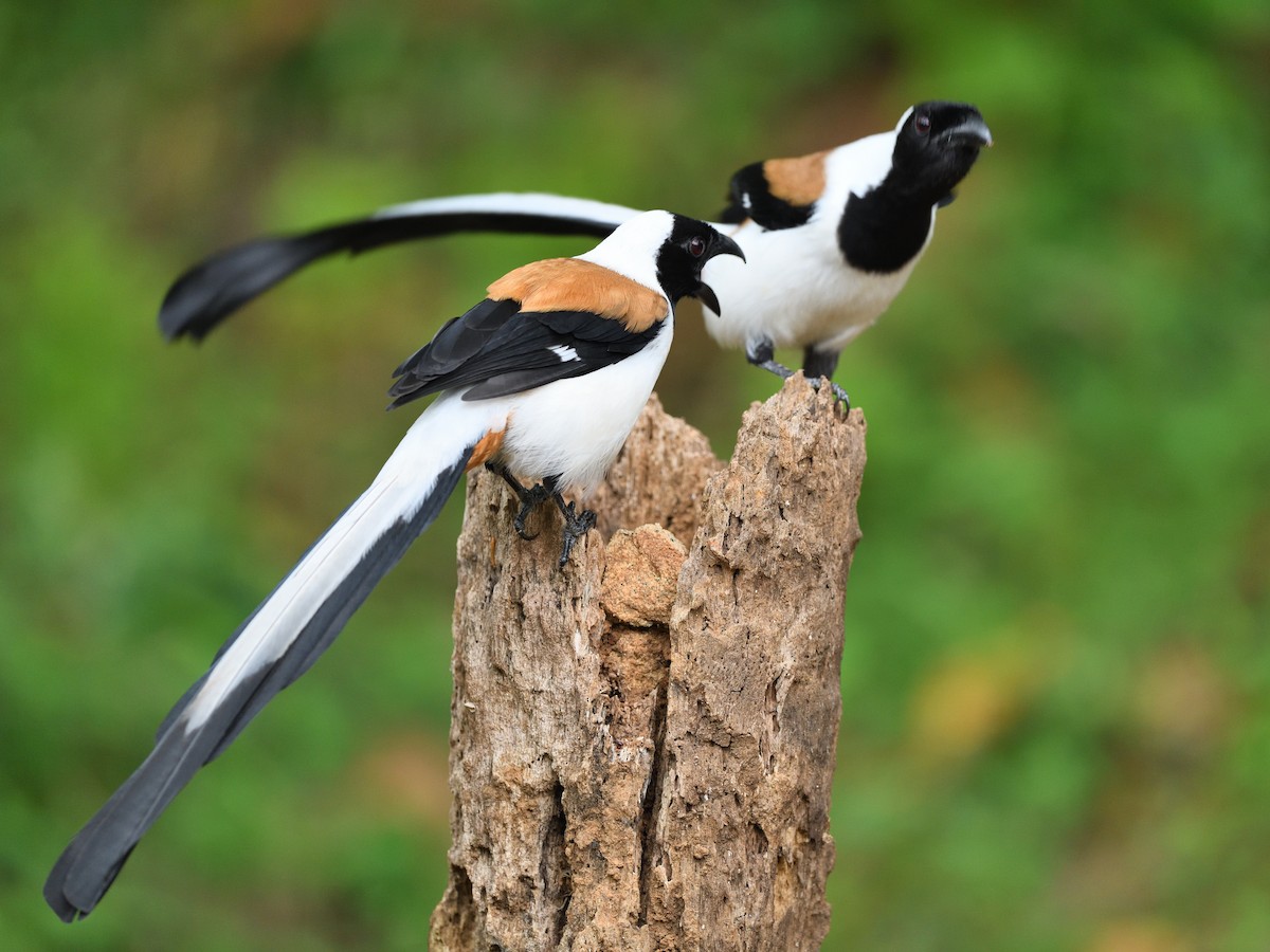 White-bellied Treepie - ML646746203