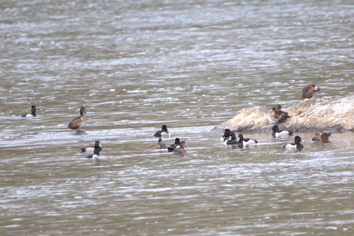 Porrón Acollarado - ML646746204