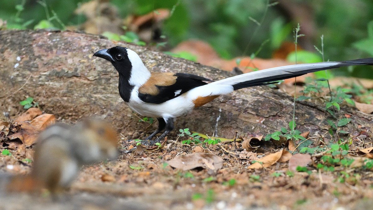 White-bellied Treepie - ML646746205