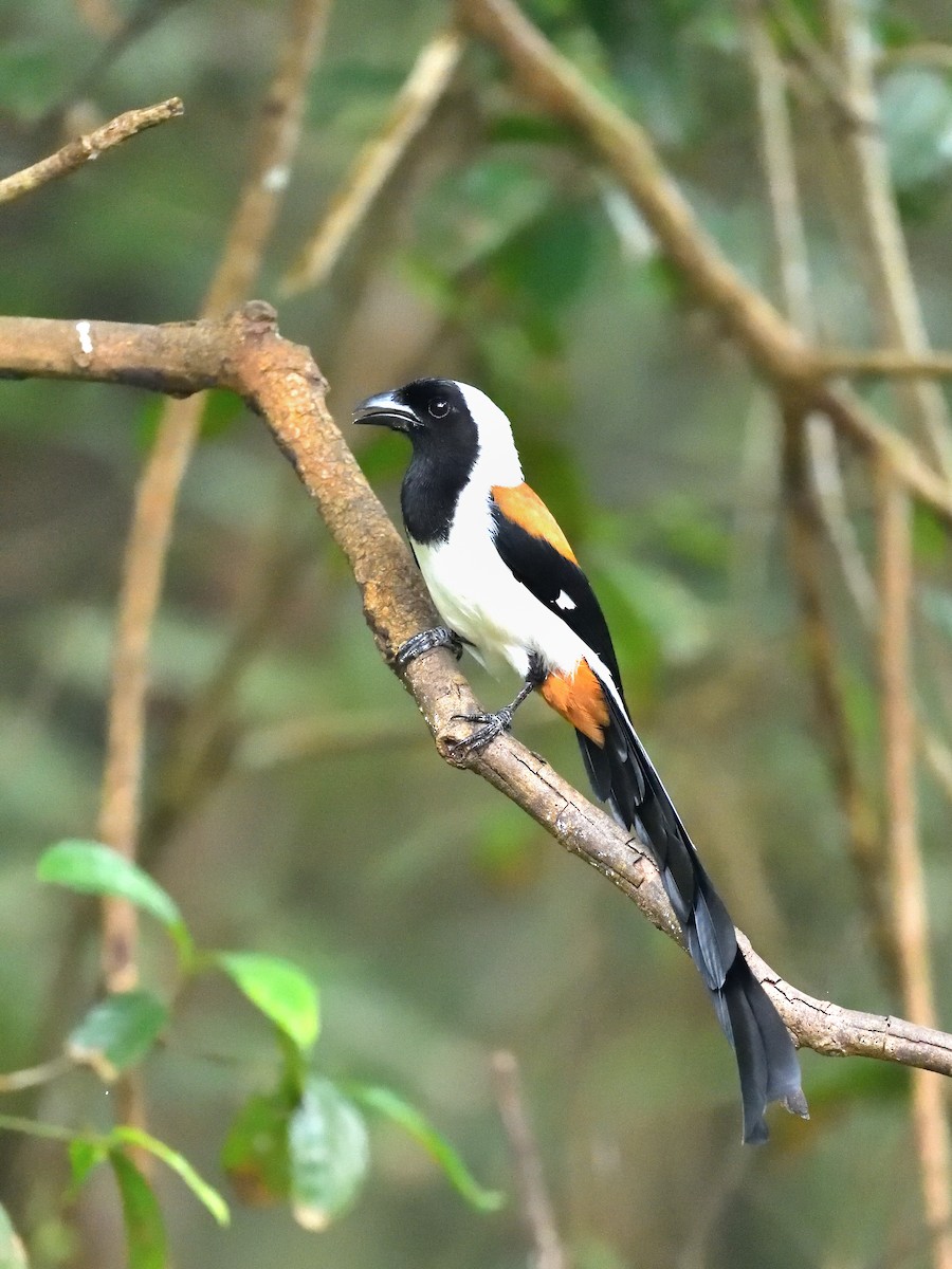 White-bellied Treepie - ML646746206