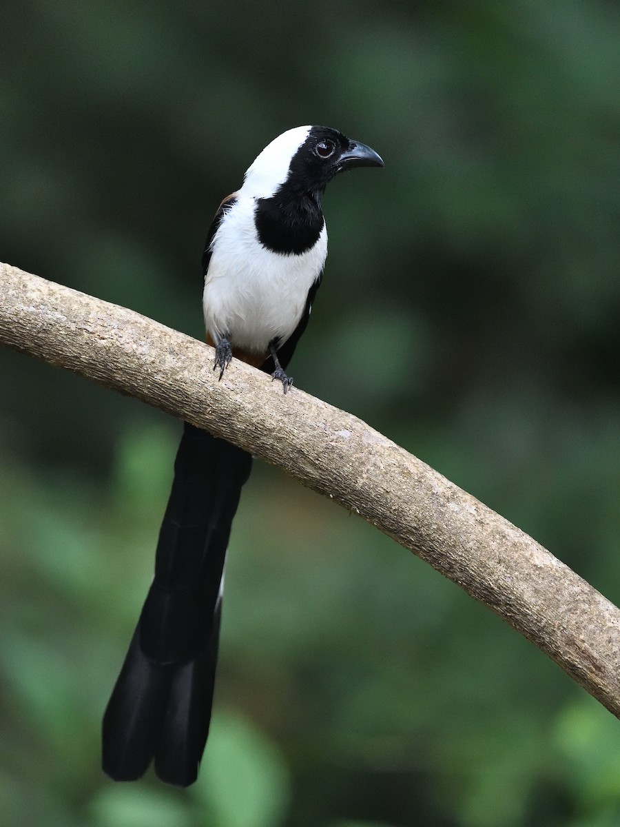 White-bellied Treepie - ML646746207