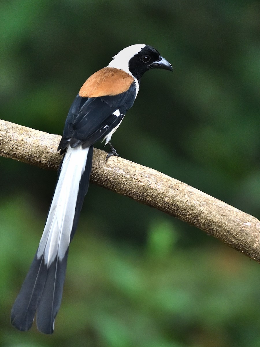 White-bellied Treepie - ML646746208