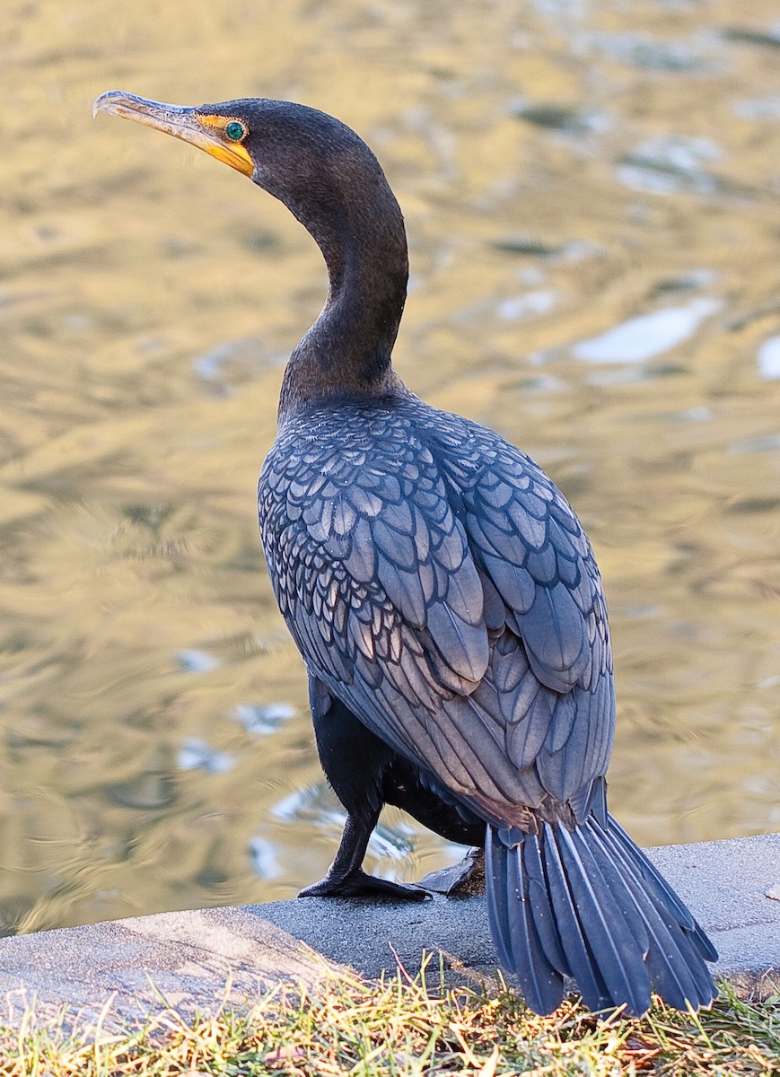 Ушастый баклан - ML646746209