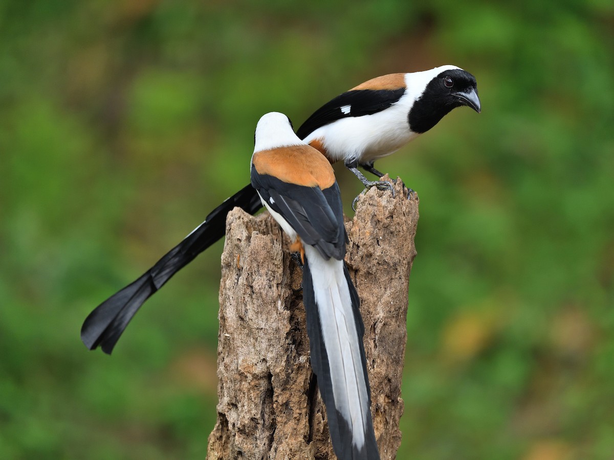 White-bellied Treepie - ML646746210