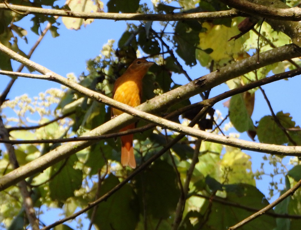להבית אדומה - ML646746211