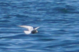 アジサシ - ML646746212