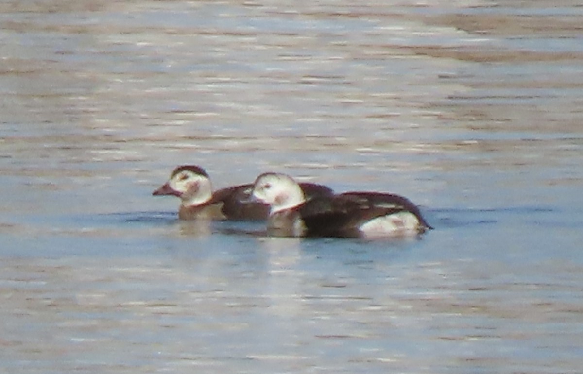 Мөнгөлөг шунгаахай - ML646746214