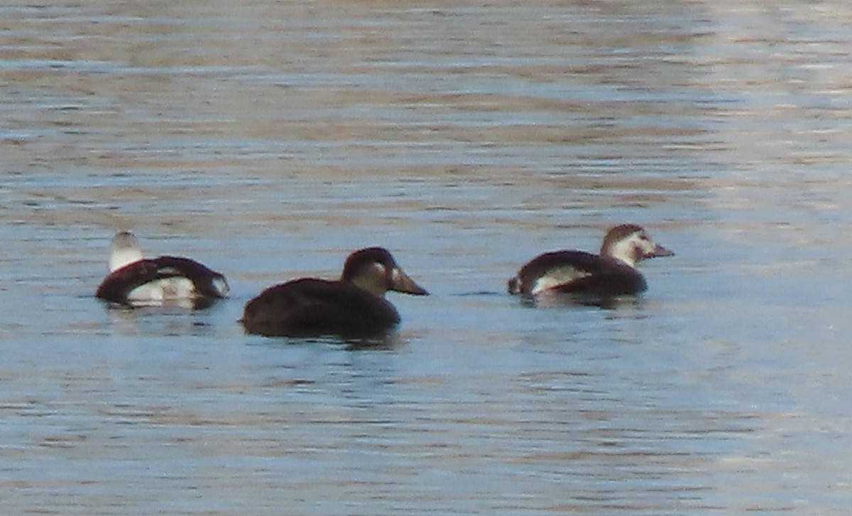 Мөнгөлөг шунгаахай - ML646746215