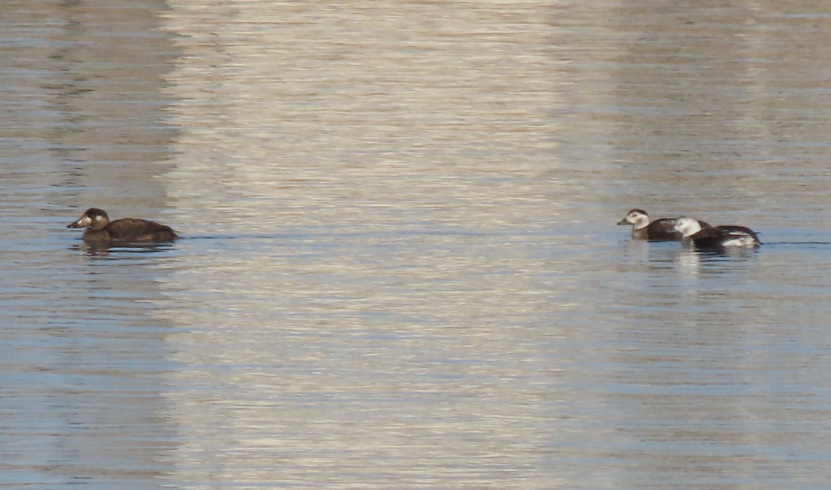 Мөнгөлөг шунгаахай - ML646746216