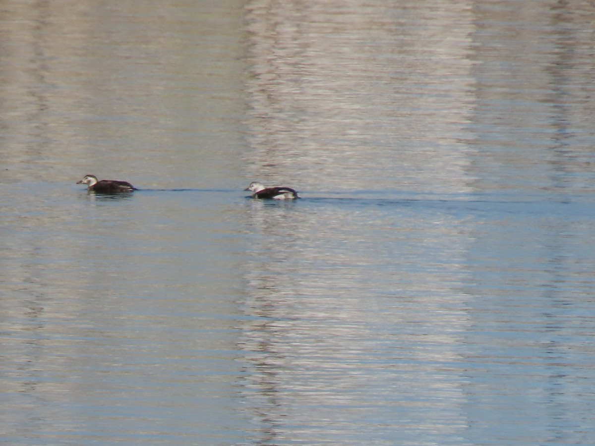 Мөнгөлөг шунгаахай - ML646746217