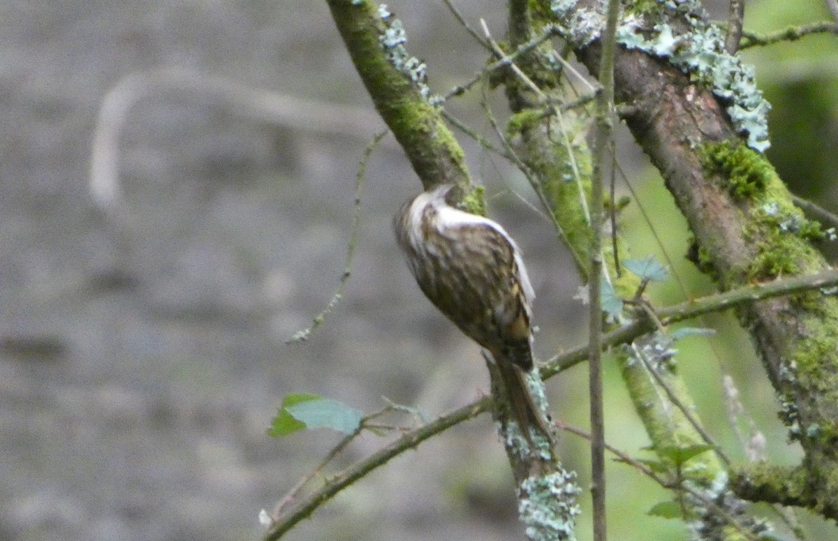 Orman Tırmaşıkkuşu - ML646746218