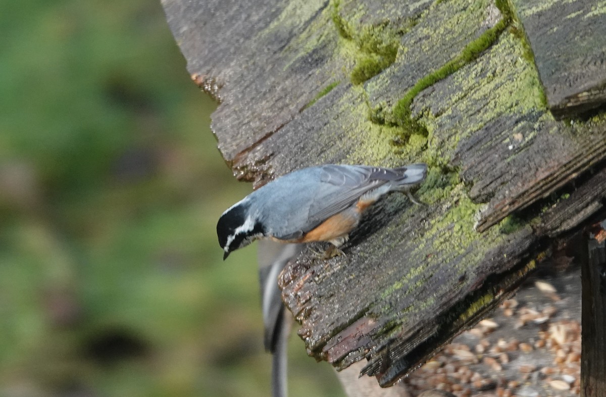 Red-breasted Nuthatch - ML646746220