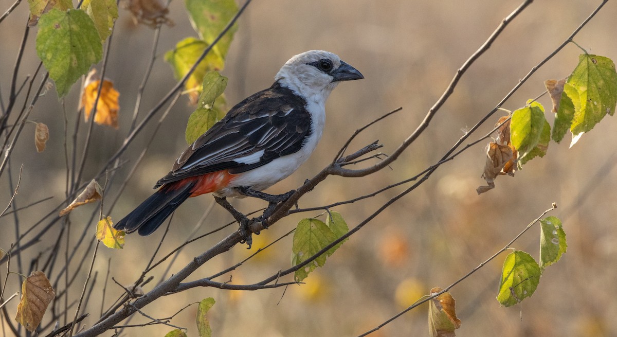 White-headed Buffalo-Weaver - ML646746221