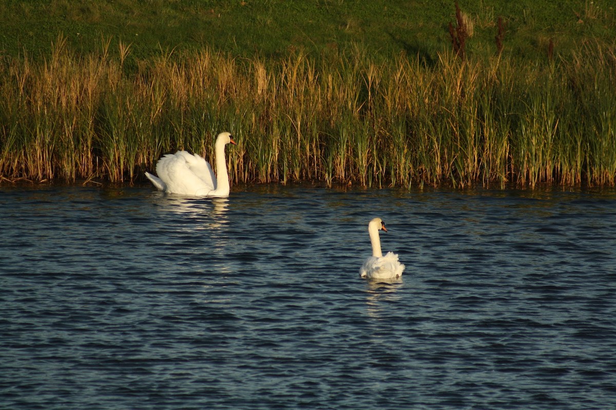 Mute Swan - ML646746222