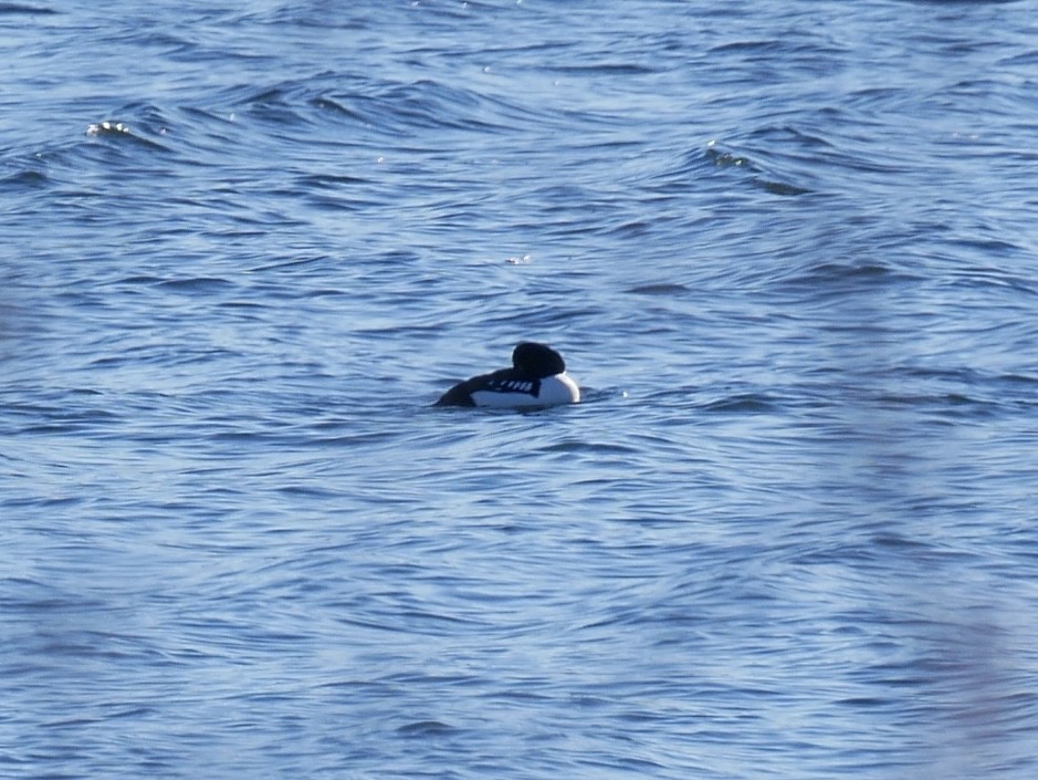 Garrot d'Islande - ML646746224