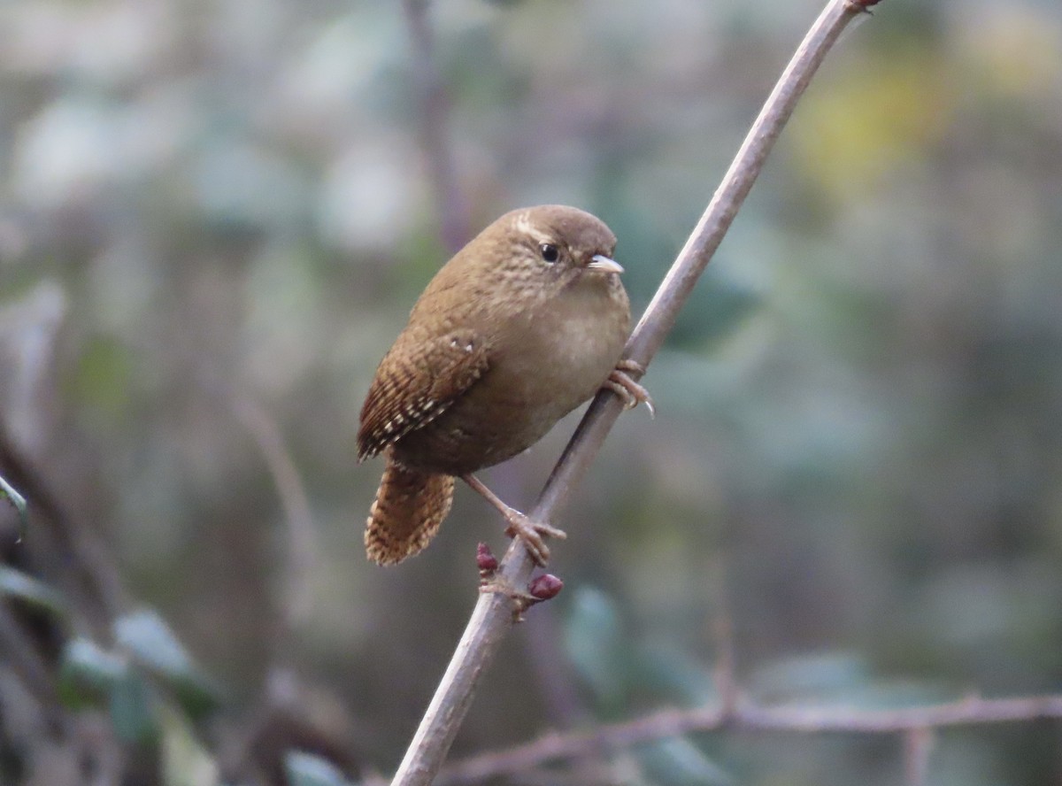 Eurasian Wren - ML646746227