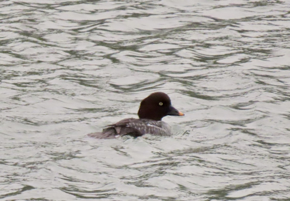 Common Goldeneye - ML646746228