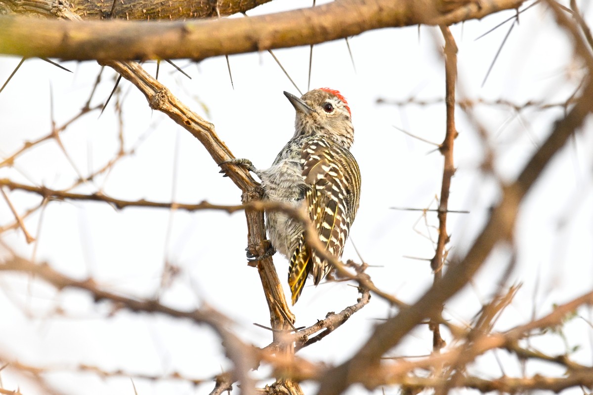 Pito Cardenal - ML646746230