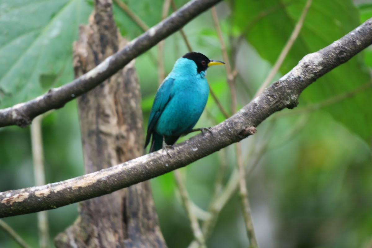 Green Honeycreeper - ML646746231