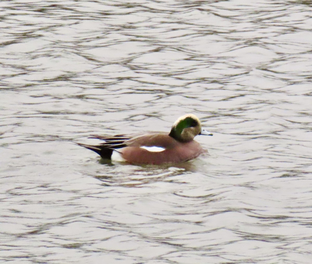American Wigeon - ML646746236