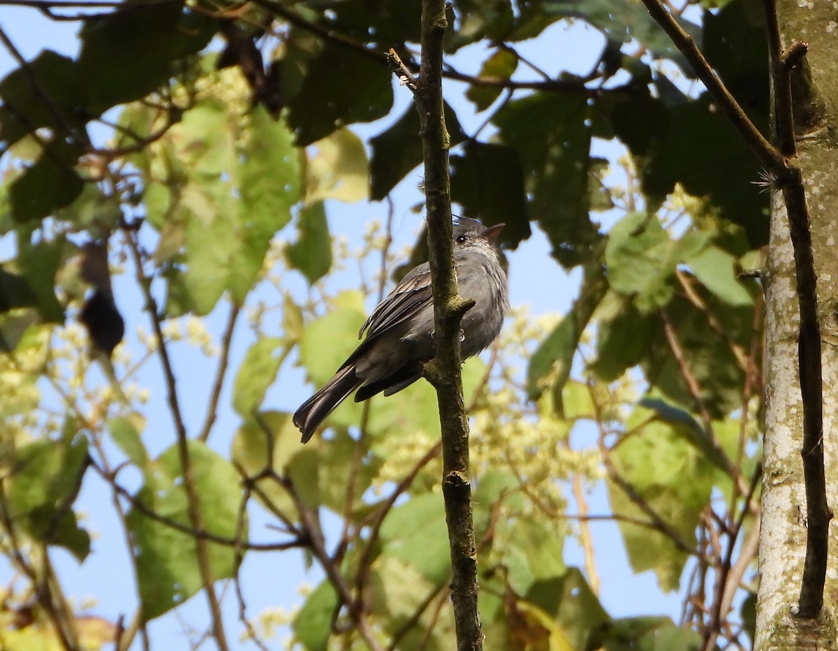 Smoke-colored Pewee - ML646746237