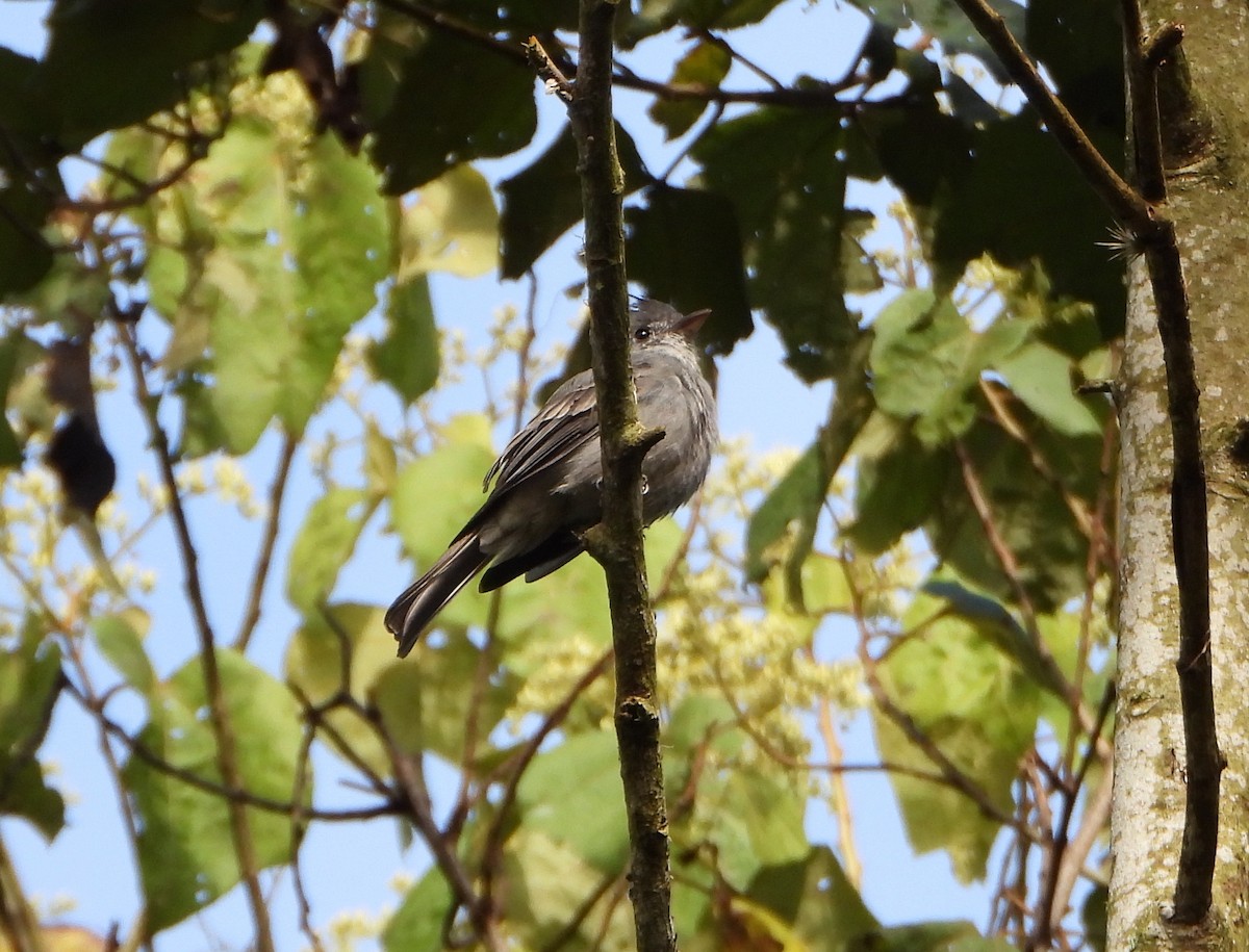 Smoke-colored Pewee - ML646746238