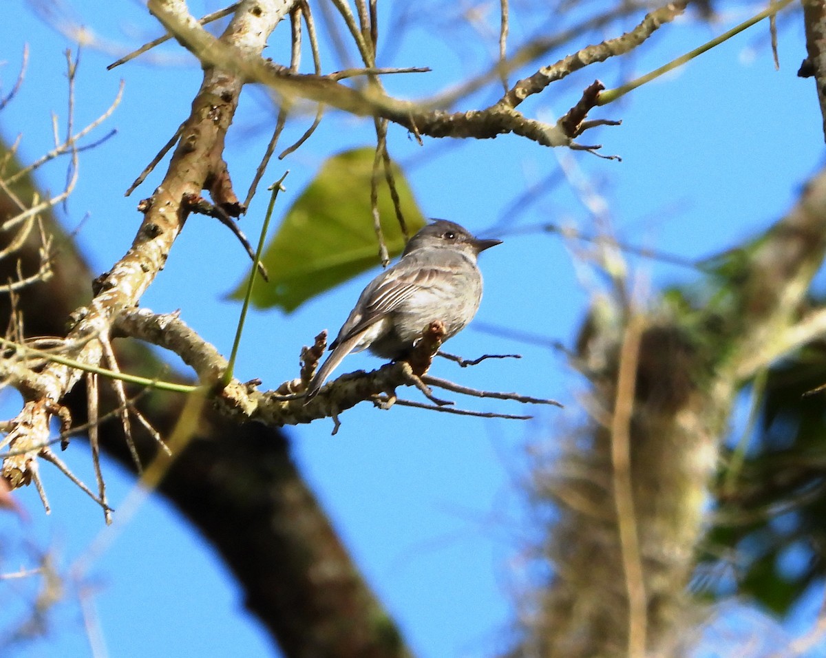 Smoke-colored Pewee - ML646746239