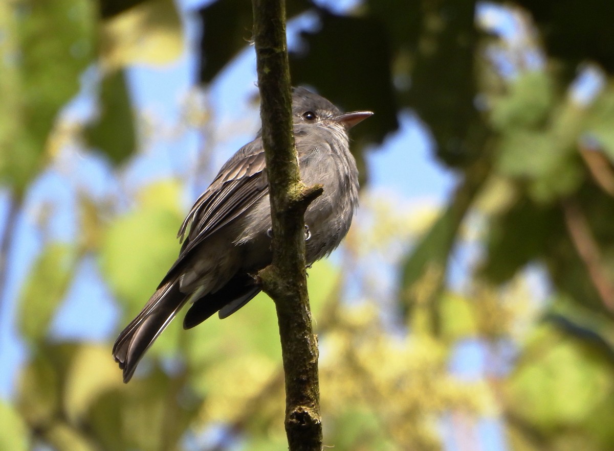 Smoke-colored Pewee - ML646746240