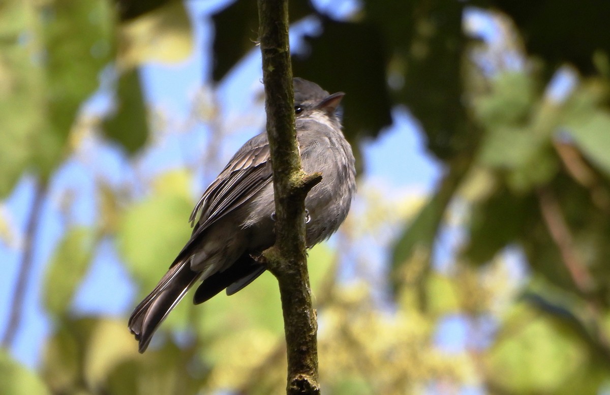 Smoke-colored Pewee - ML646746241
