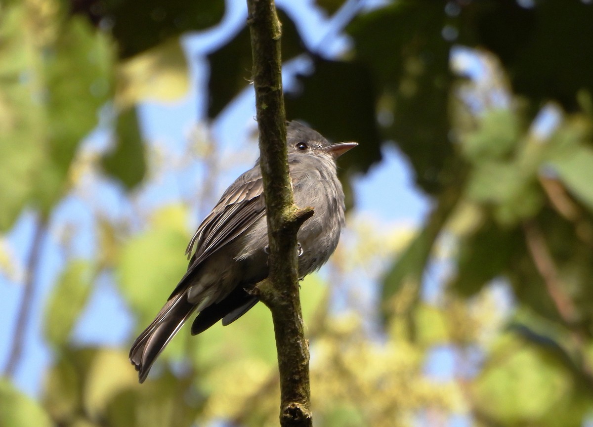 Smoke-colored Pewee - ML646746242