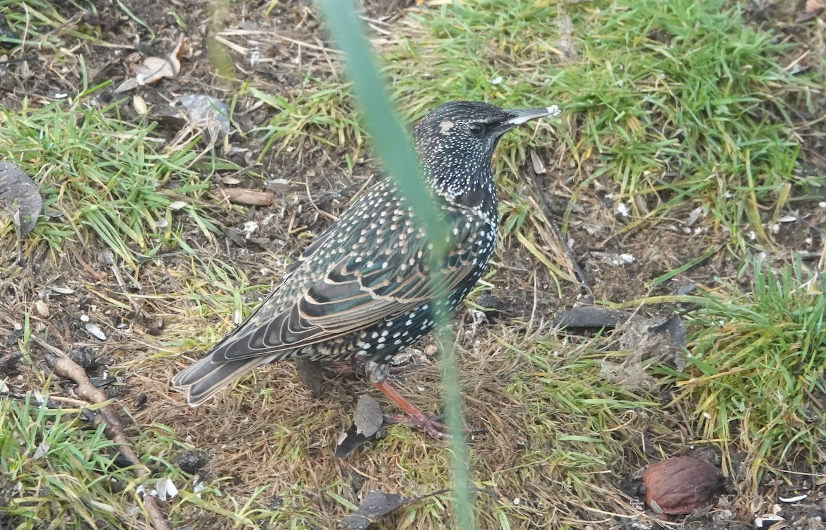 European Starling - ML646746246