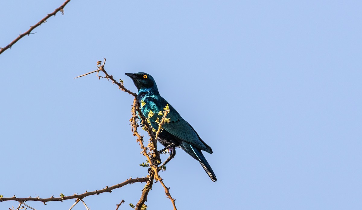 Greater Blue-eared Starling - ML646746257