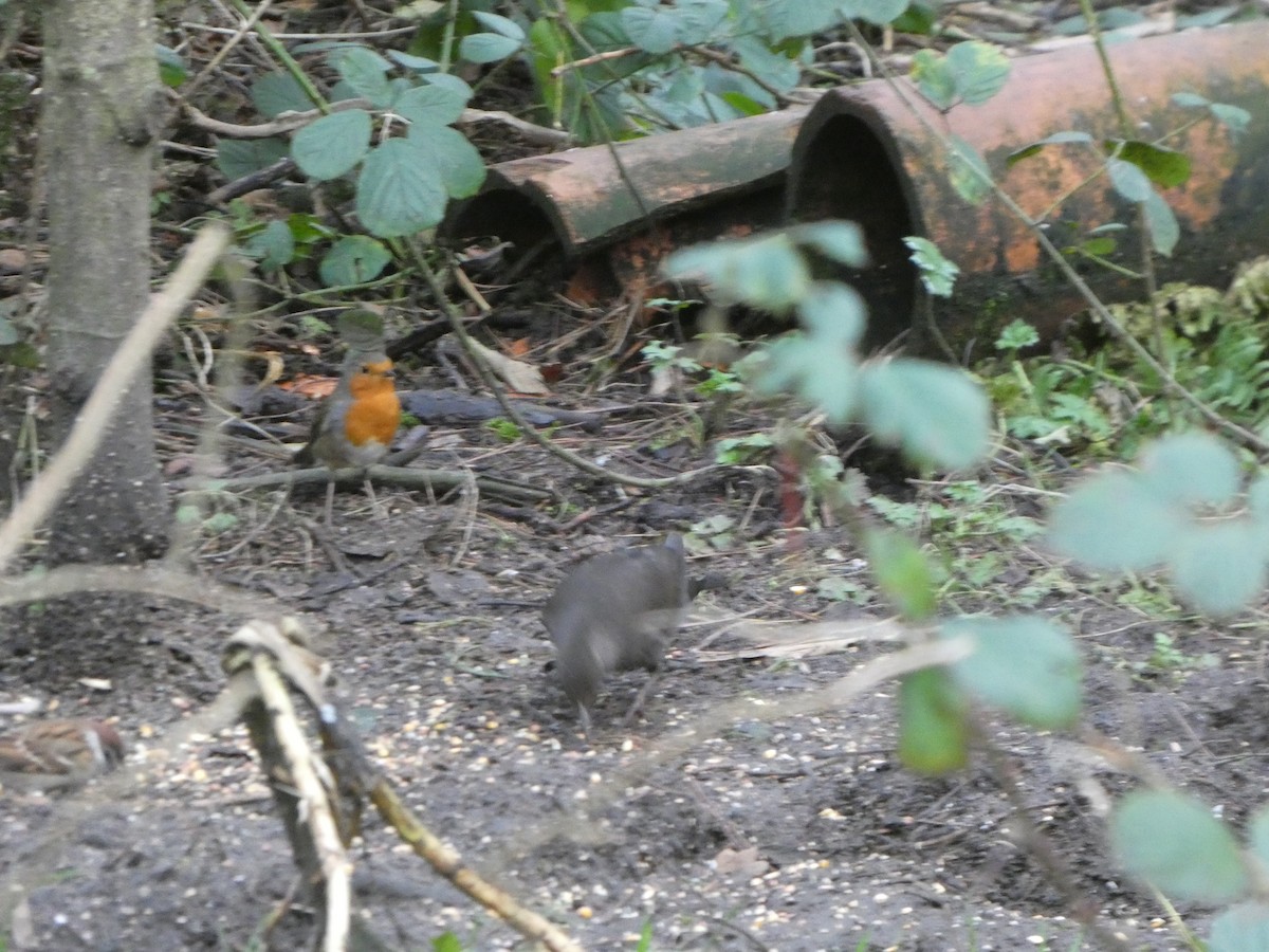 Kızılgerdan - ML646746260