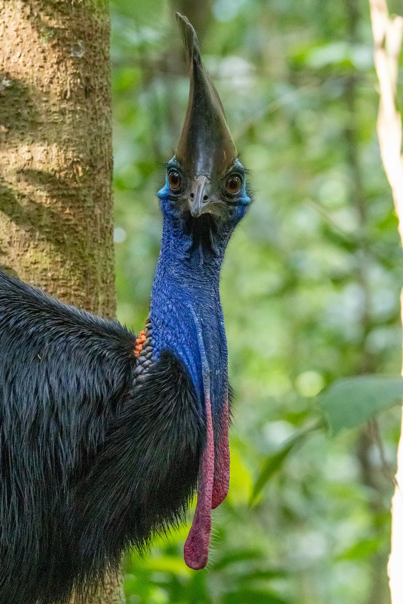 Шлемоносный казуар - ML646746261