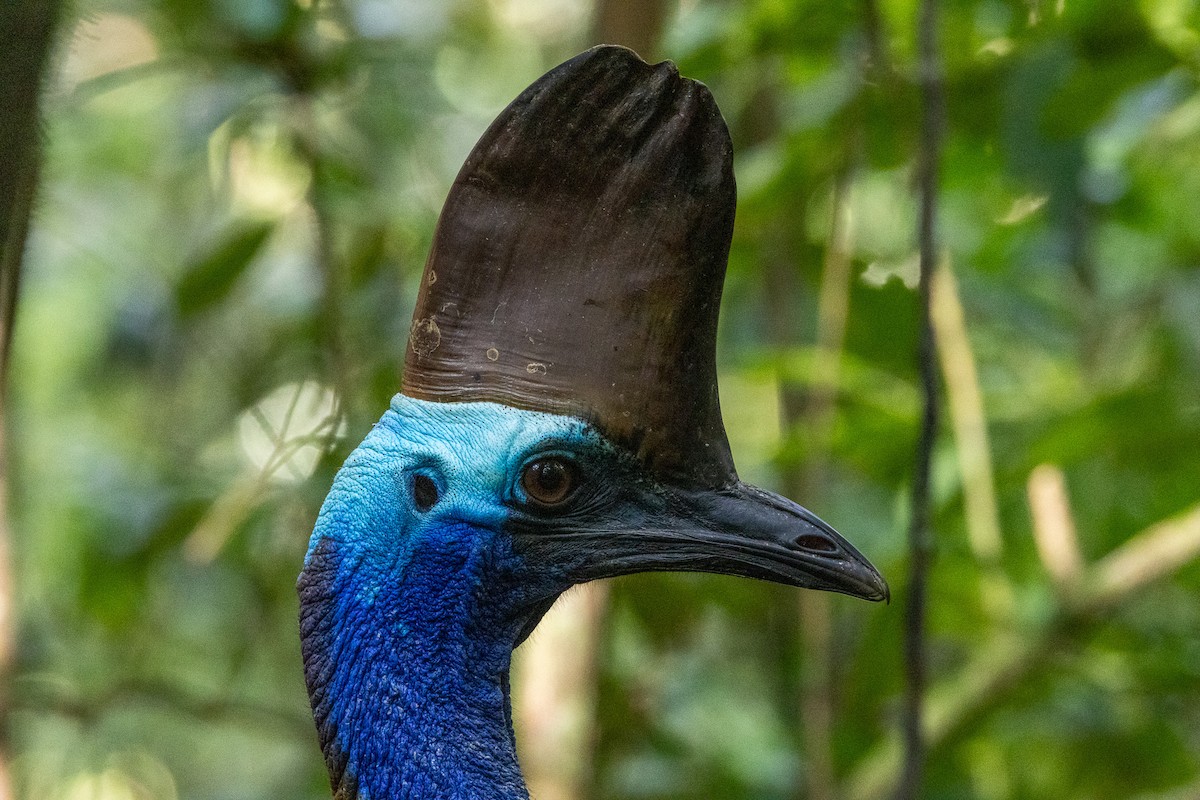 Шлемоносный казуар - ML646746262