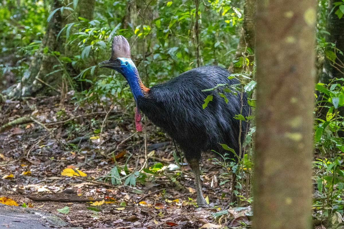 Шлемоносный казуар - ML646746263