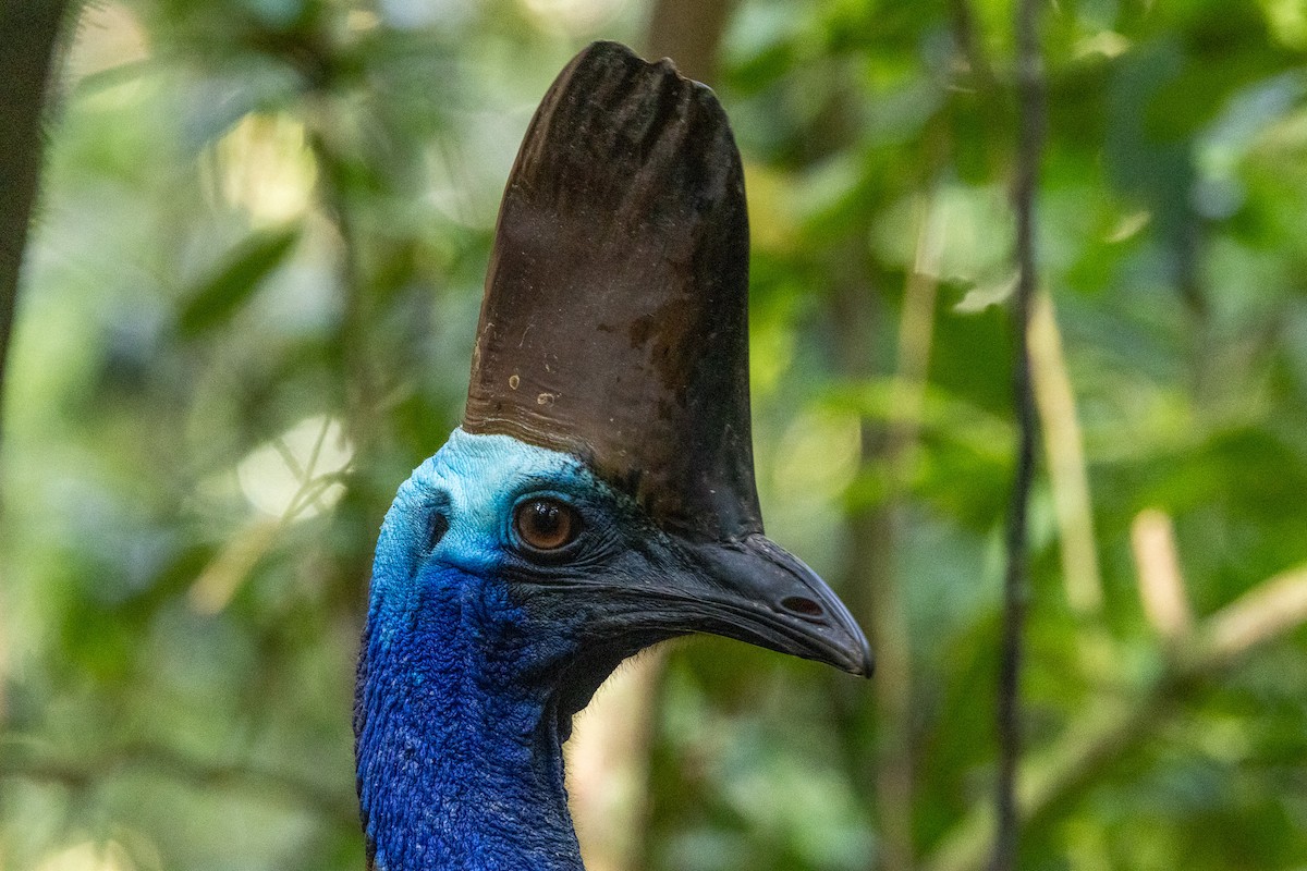 Шлемоносный казуар - ML646746264