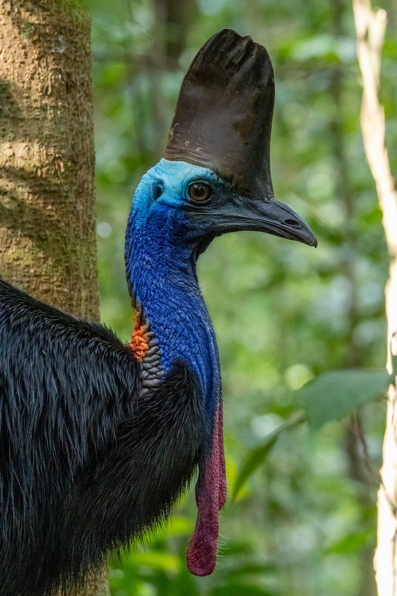 Шлемоносный казуар - ML646746266